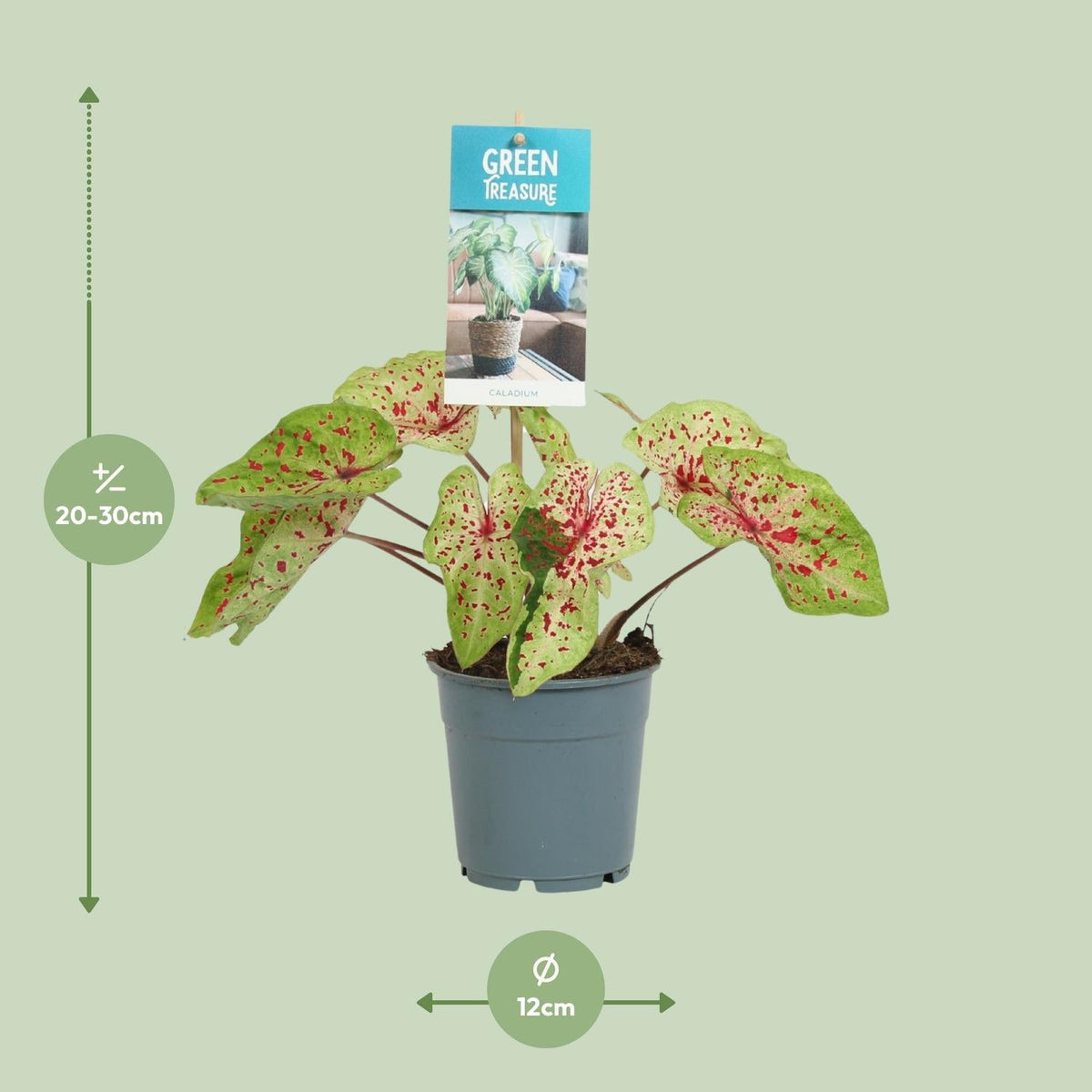 Caladium Miss Muffet - Ø12cm - ↕25cm 