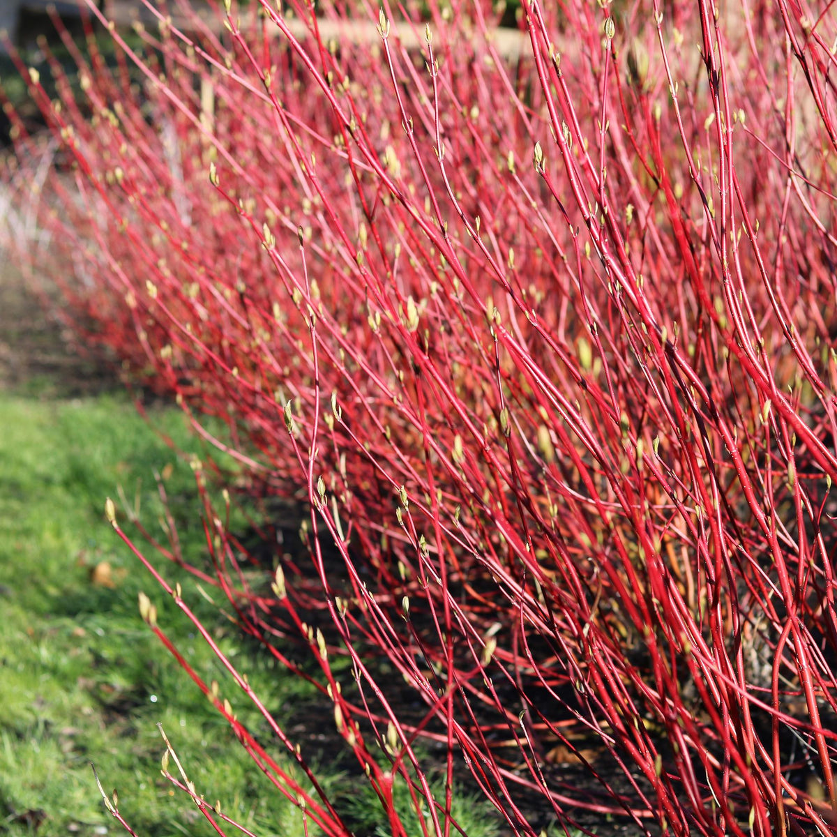 Rotholz-Hartriegel – Cornus alba 'Sibirica' – Ø17cm – ca. 45cm hoch – Zierstrauch mit roten Zweigen – Winterhart & pflegeleicht – Für Hecken & Einzelstellung – Bienenfreundlich 