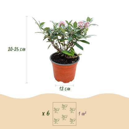 Green boutiQ - Gartenpflanze - Buddleja davidii Butterfly Candy Little Pink - Schmetterlingsstrauch - Kompakt - Rosa - 3 Pflanzen - Topf 12cm - Höhe 20-25cm 