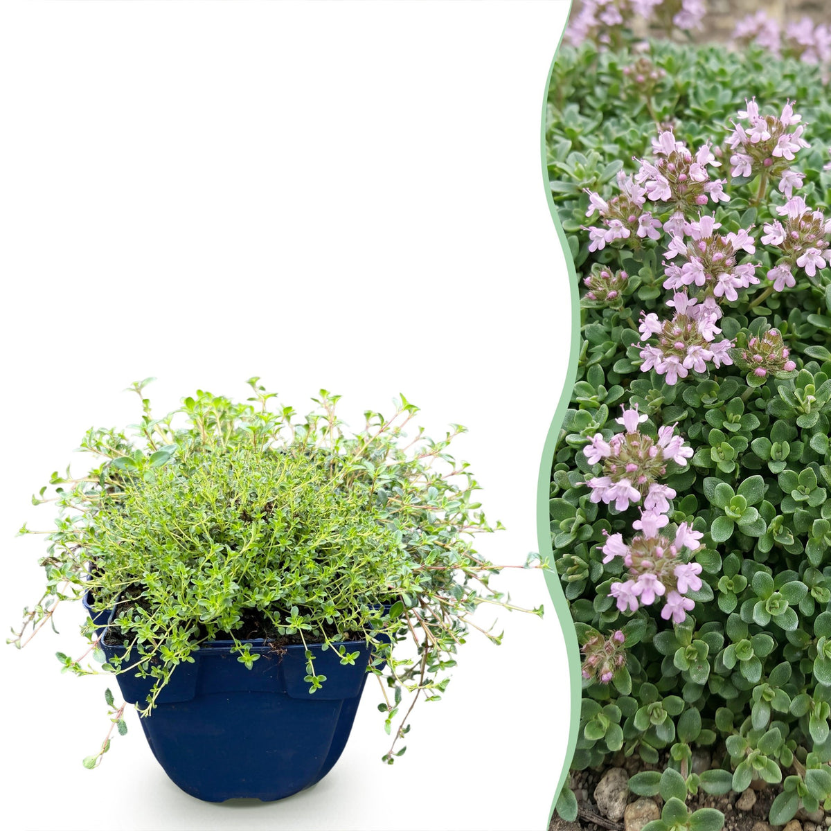 Kriech-Thymian 'Minor' – Thymus praecox 'Minor' – 6 Pflanzen – Topf Ø11cm
