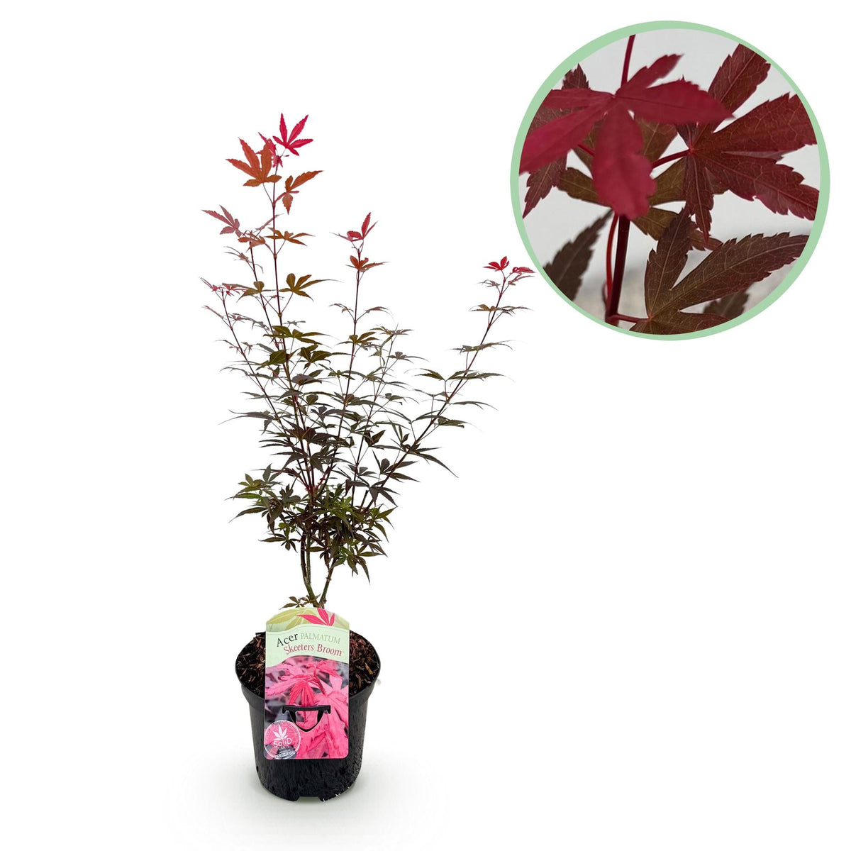Japanischer Ahorn Acer palmatum 'Skeeter’s Broom' – Lila – Balkon- & Gartenpflanze – Ø19 cm – Ca. 70 cm hoch – Kompakter Zierahorn mit eindrucksvollem Farbspiel 