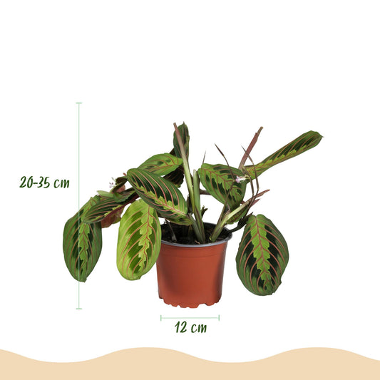 Green boutiQ - Zimmerpflanze - Chlorophytum - Maranta - Calissia - Nephrolepsis - Mix aus 4 - Haustierfreundliche Pflanzen - Grün - 4 Pflanzen - mit Korb - Topf 12cm - Höhe 25cm 