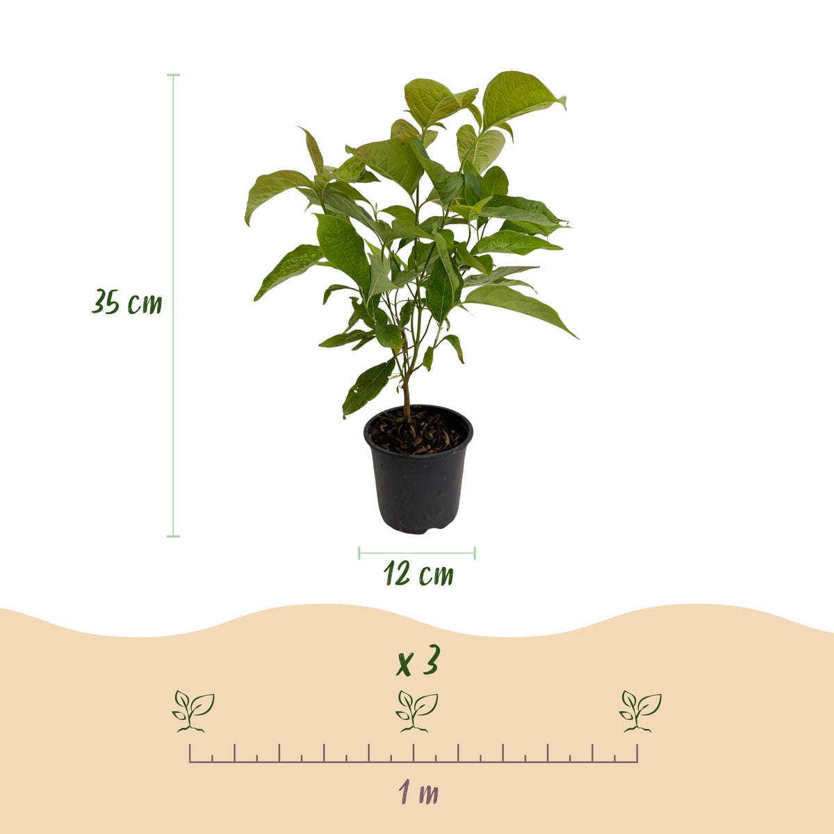 GreenboutiQ - Gartenpflanze - Cornus mas - Blüte Gelb - 1 Pflanze - Laubabwerfend - Pflegeleicht - Topf 12cm Höhe 35cm 
