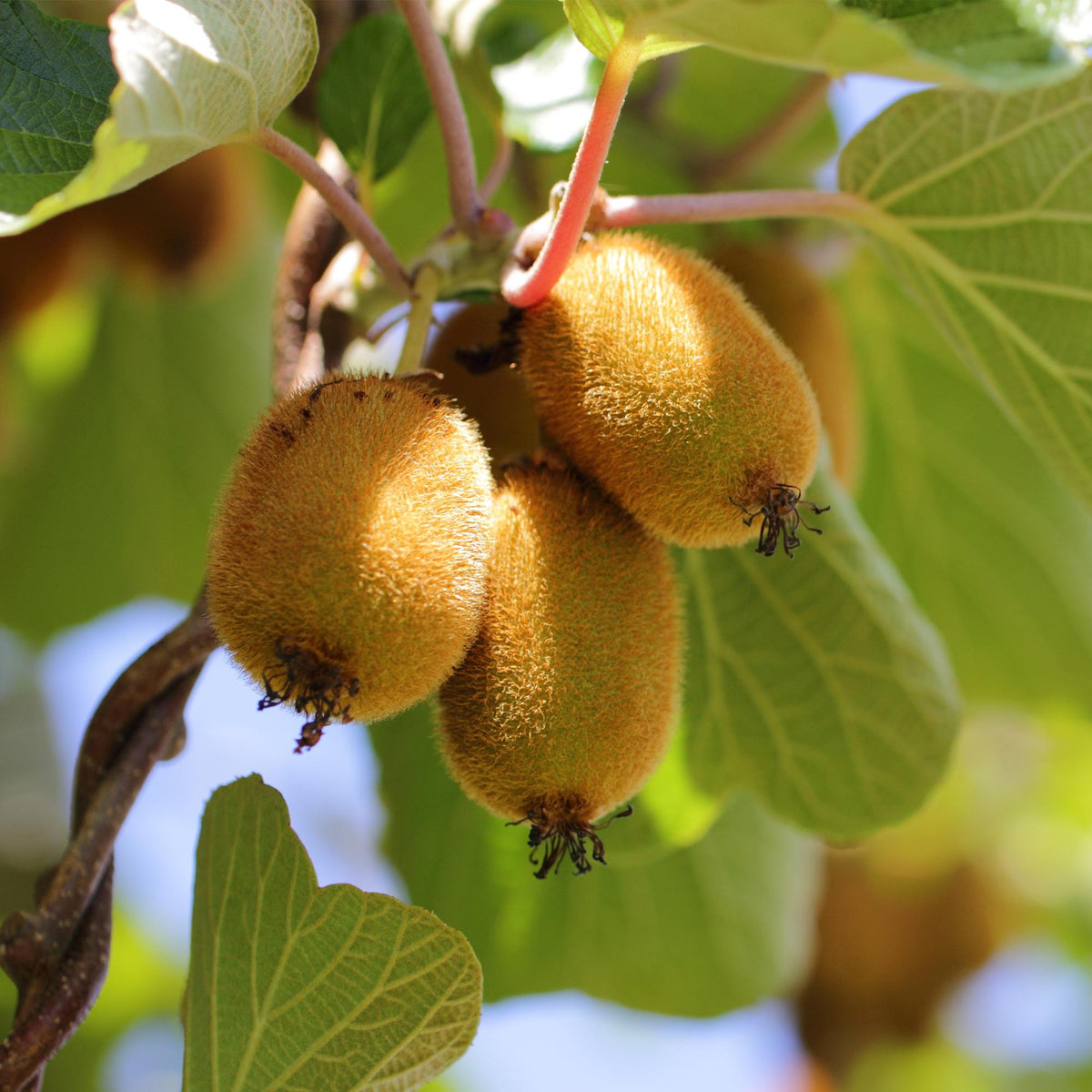Green boutiQ - Obstpflanze - Actinidia Weiki & Golden Kiwi - Kiwi-Pflanze - 1 Männlich - 2 Weiblich - Pflanzen - Gelb - Topf 15cm - Höhe 50cm 