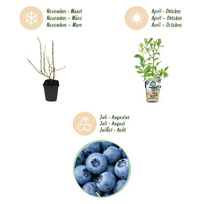 Blaubeere Vaccinium corymbosum Bluecrop winterhart 3 Pflanzen Ø9cm Höhe 30cm – Ertragreiche Heidelbeere für Garten Balkon & Terrasse 