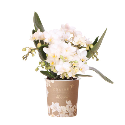 Weiße Phalaenopsis Orchidee Nazaré – Ø9cm – Elegante Zimmerpflanze – Pflegeleicht & Blühfreudig – Ideal für Küche, Wohnzimmer & Büro 