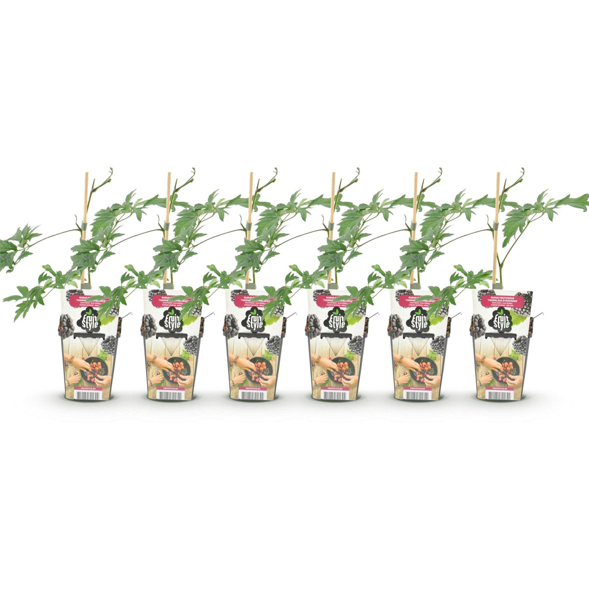 GreenboutiQ - Obstpflanzen - Immergrüne Brombeere - Rubus Thornless Evergreen - Winterhart - 6 Pflanzen - Topf 9 cm - Schwarze Brombeere 