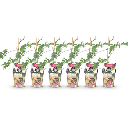 GreenboutiQ - Obstpflanzen - Immergrüne Brombeere - Rubus Thornless Evergreen - Winterhart - 6 Pflanzen - Topf 9 cm - Schwarze Brombeere 