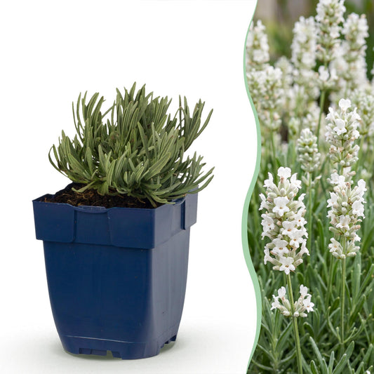 Lavendel 'Hidcote' – Lavandula angustifolia 'Hidcote' – 6 Pflanzen – Topf Ø11cm