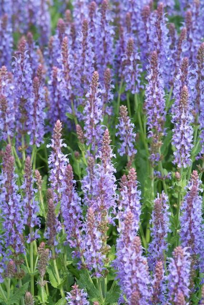 Blüten Salbei Salvia nemorosa Caradonna – ↕10-25cm – Ø9cm – Tiefviolett – Bienenfreundlich – Pflegeleicht – Ansicht 20
