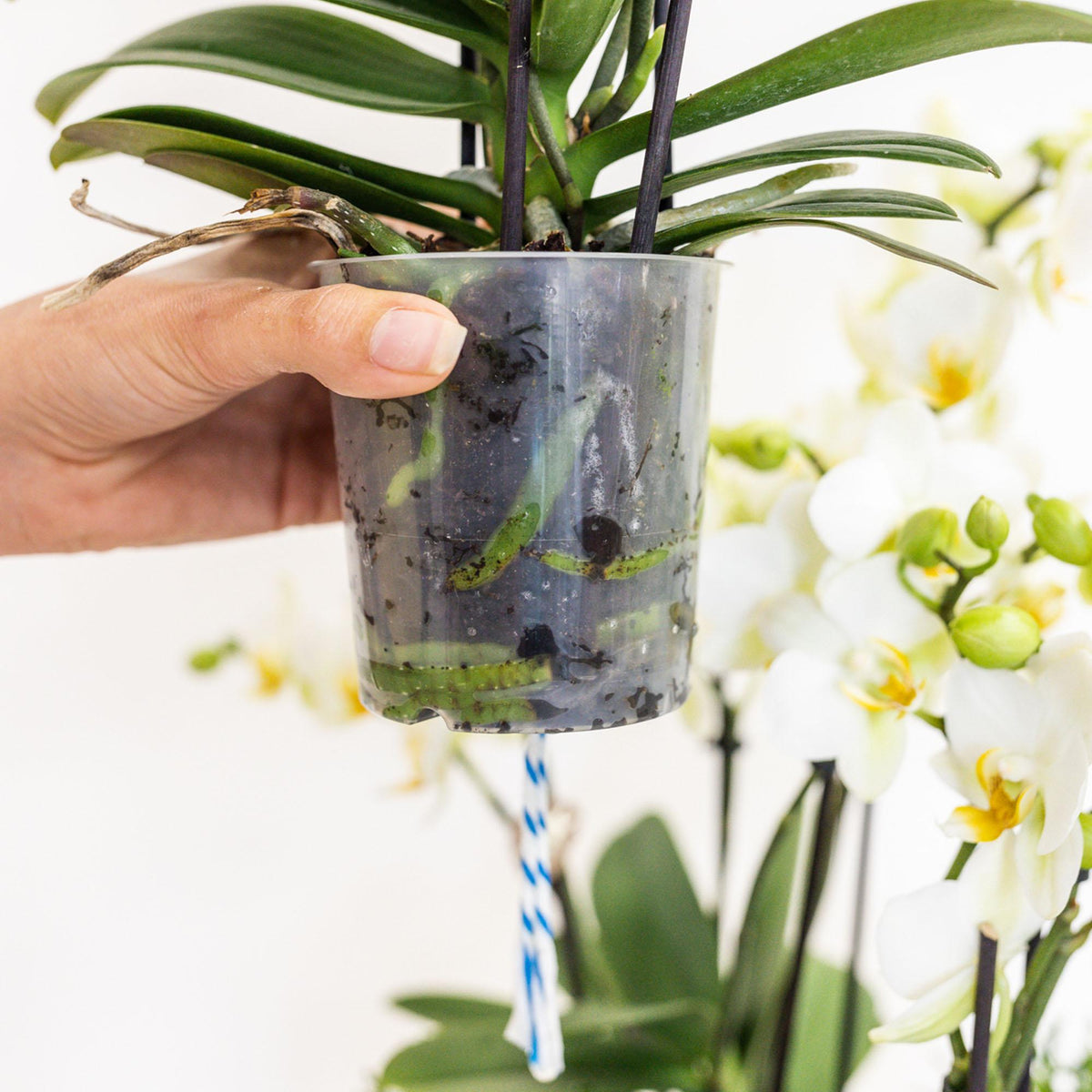 Kolibri Orchids | weißes Pflanzenset im Baumwollkorb inkl. Wassertank | drei weiße Orchideen Amabilis 9cm und drei Grünpflanzen | Dschungelstrauß weiß mit autarkem Wassertank 