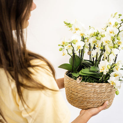 Kolibri Orchids | weißes Pflanzenset im Baumwollkorb inkl. Wassertank | drei weiße Orchideen Lausanne 9cm und drei Grünpflanzen | Dschungelstrauß weiß mit autarkem Wassertank 