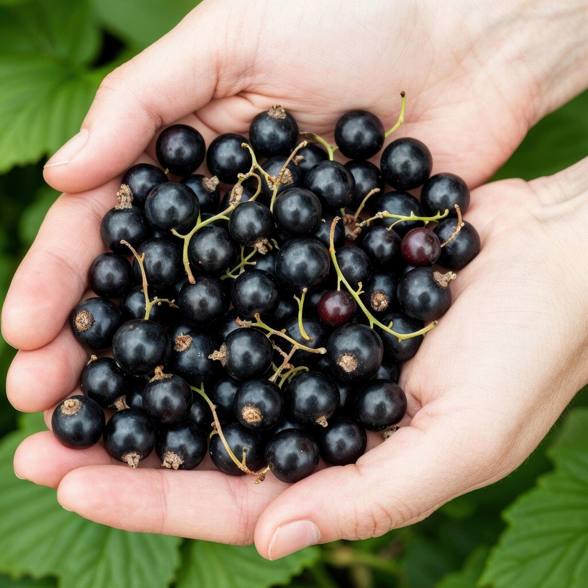 Schwarze Johannisbeere Ribes nigrum Titania winterhart 3 Pflanzen Ø9cm Höhe 30cm – Aromatische Johannisbeerpflanze für Garten Beet Balkon & Terrasse 