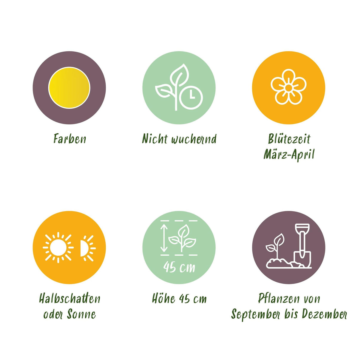 GreenboutiQ - Blumenzwiebeln - Narcis Yellow - Farbe Gelb - 40 Stück - Zwiebelgröße 10/12 