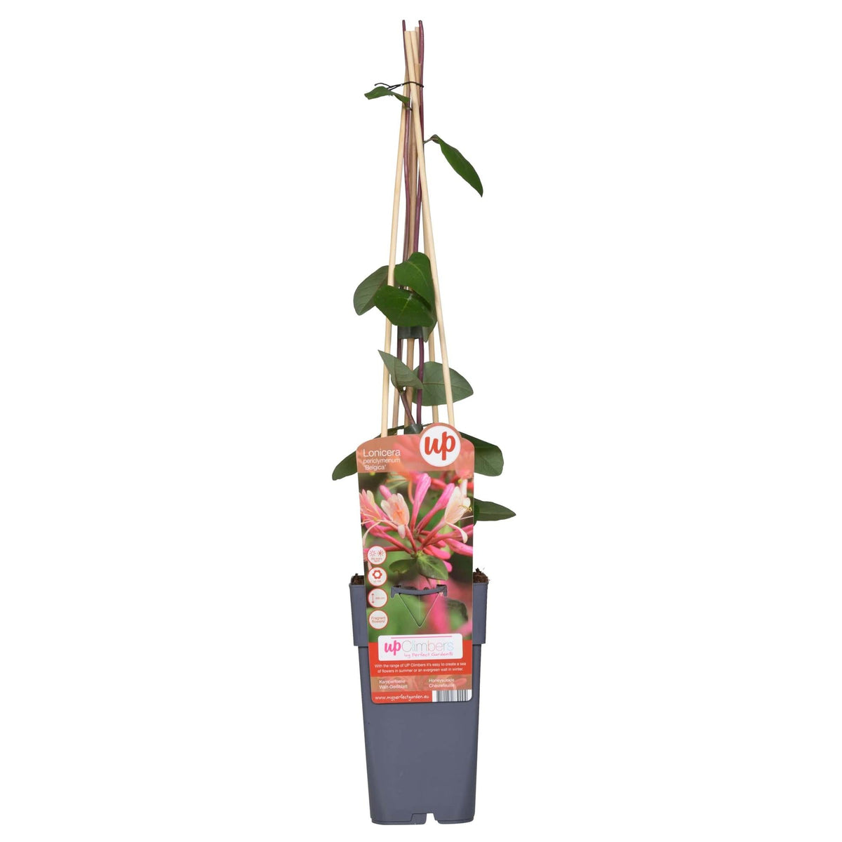 Waldgeißblatt - Lonicera periclymenum 'Belgica' - Ø15cm - ↕65cm 