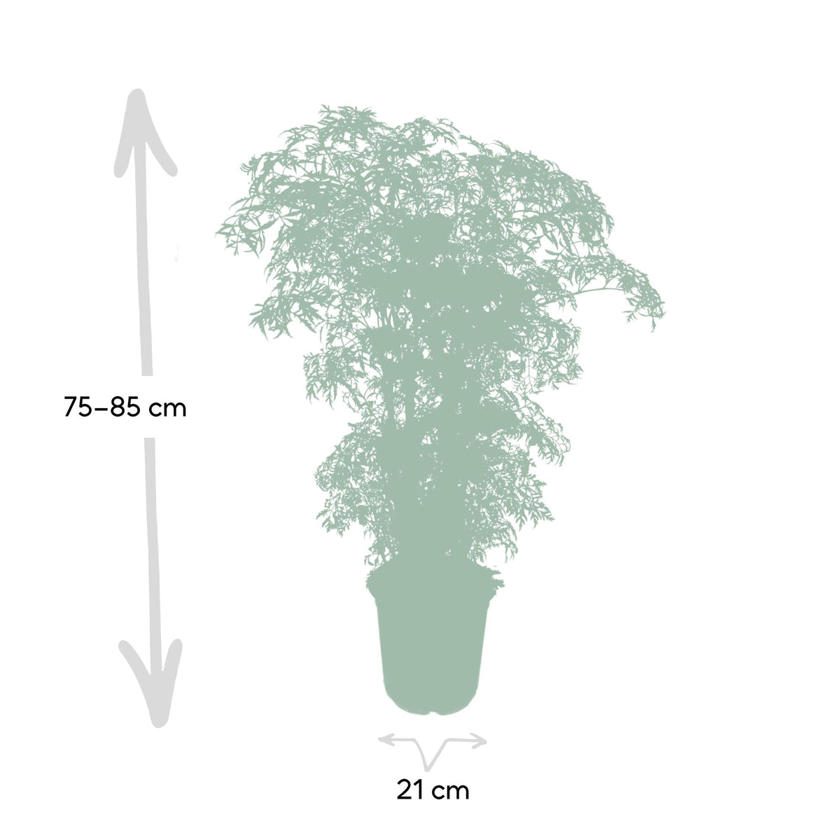 Polyscias Fruticosa (Aralia) - Ø21cm - ↕75cm 
