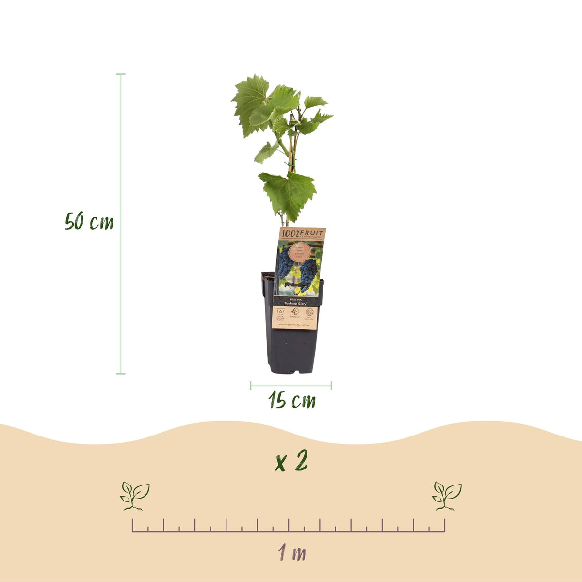 Weinrebe Vitis vinifera Boskoop Glory – Blaue Traube – 2 Pflanzen – Obstpflanze – 15cm – Höhe 50cm 