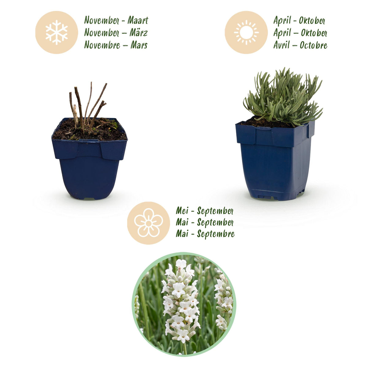 Lavendel 'Edelweiss' – Lavandula angustifolia 'Edelweiss' – 6 Pflanzen – Topf Ø11cm – Ansicht 4