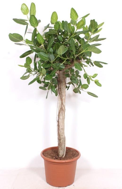Ficus Benghalensis – 200cm – Große Zimmerpflanze für Wohnzimmer & Büro – Pflegeleichte tropische Grünpflanze – Luftreinigend – Ideal für moderne Wohnräume 