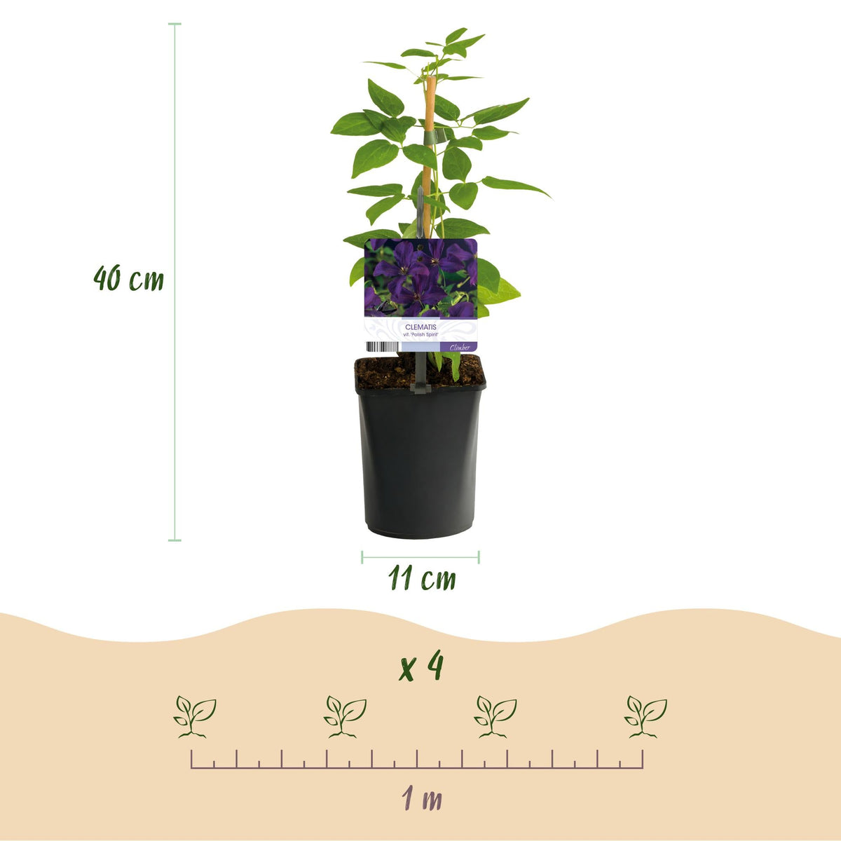 Kletterpflanze Clematis vit. 'Polish Spirit' – Tiefviolette Blüten – 2 Pflanzen – 11 cm x H40 cm – Bis 3 m – Pflegeleicht – Ideal für Garten, Balkon & Pergola 