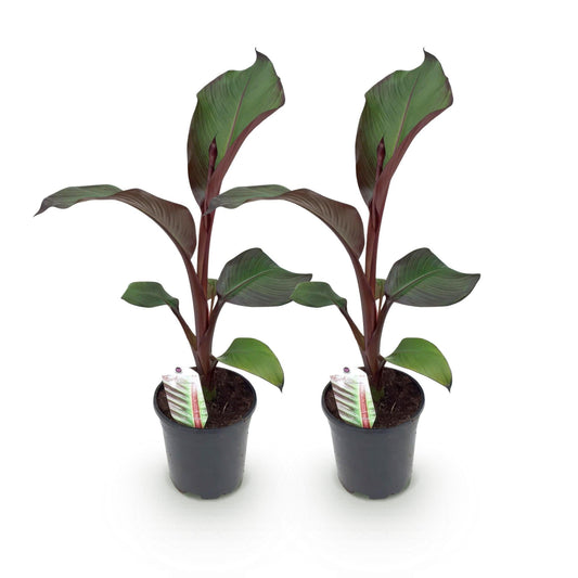 Bananenpflanze Ensete ventricosum Maurelli – 2 Pflanzen – Winterhart – Obstpflanze – Ø17 cm, Höhe ca. 40 cm – Exotischer Blickfang für Garten, Balkon & Terrasse 