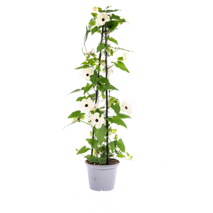 Schwarzäugige Susanne - Thunbergia alata Sunny Susy White - Ø13 cm - ↕60 cm - 4 Pflanzen 