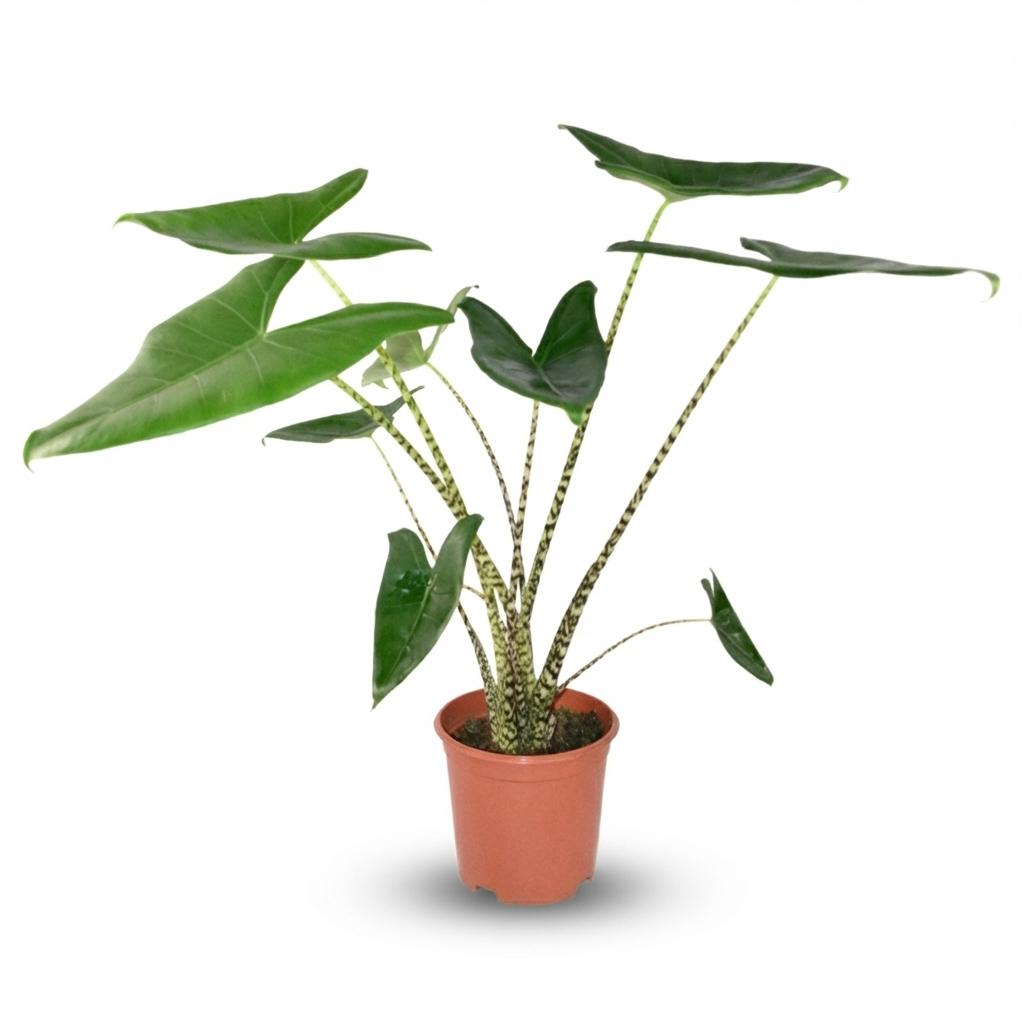 Pfeilblatt Alocasia Zebrina Ø21cm Höhe 70–75cm – Elefantenohr mit gestreiften Stielen – Exotische Zimmerpflanze für Wohnraum & Büro 