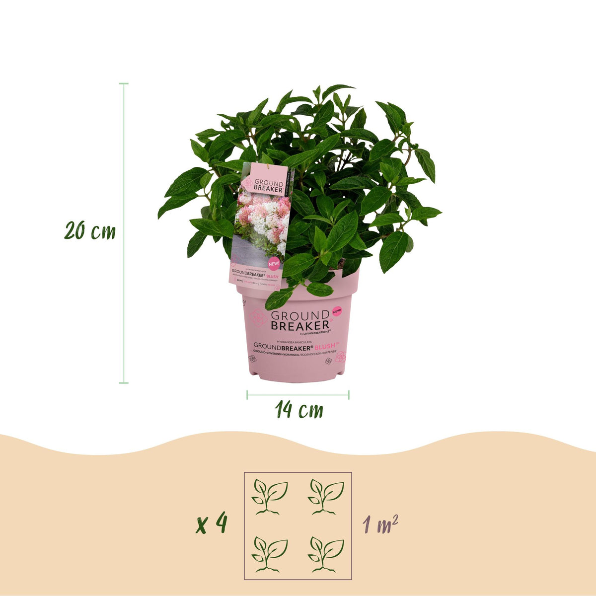 Green boutiQ - Gartenpflanze - Hydrangea panniculata Groundbreaker Blush -Greeny - Ruby - Rispenhortensie - Kompakt - Rosa-Grün-Rot - 3 Pflanzen - Topf 14cm - Höhe 20-25cm 