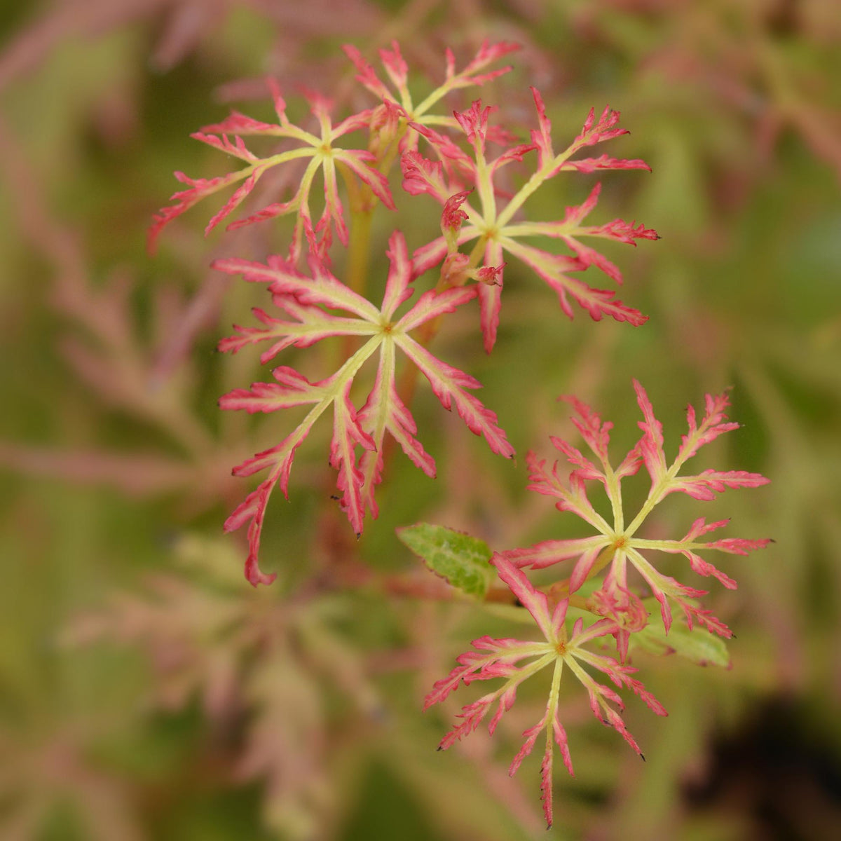 GreenboutiQ - Gartenpflanze - Acer palmatum Seiryu - Grün 1 Pflanze - Laubabwerfend - Wenig Pflege - Topf 12cm Höhe 35cm 