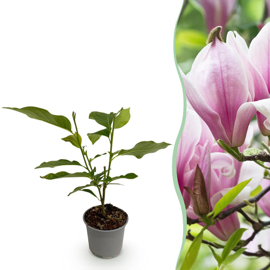 GreenboutiQ - Gartenpflanze - Magnolia George Henry Kern - Blüte Rosa - 1 Pflanze - Laubabwerfend - Pflegeleicht - Topf 12cm Höhe 30cm 