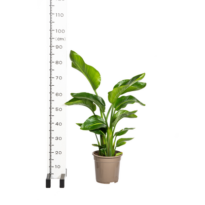Baum-Strelitzie – Strelitzia Nicolai – Zimmerpflanze – Tropische Riesenpflanze – Ø21cm – Höhe 90–110cm – Exotischer Blickfang – Pflegeleicht 