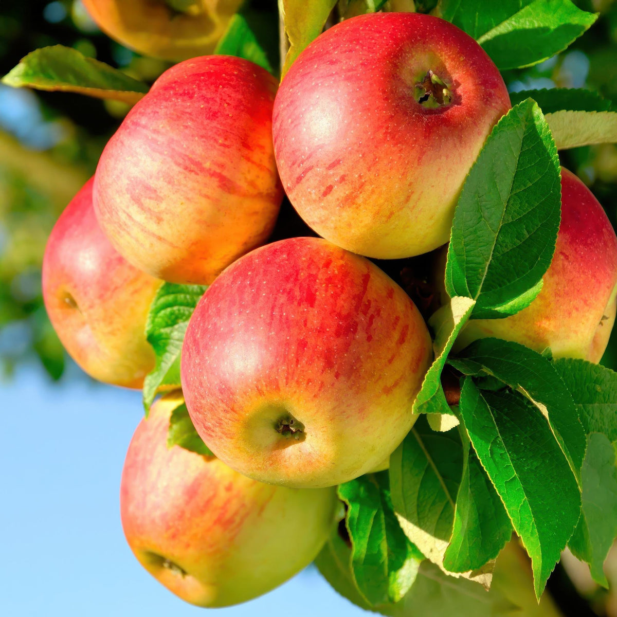Apfelbaum Malus domestica Jonagold – Gelbgrüner Apfel – Obstbaum im Ø21cm – Höhe ca. 90cm – Süß-saurer Geschmack – Pflegeleicht & gesund – Perfekt für Garten & Balkon 