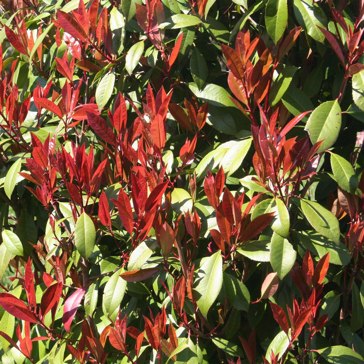 GreenboutiQ - Pflanze auf Stamm - Photinia fraseri Carre Rouge - Terrassenpflanze - Immergrün - Winterhart - Grün-Rotes Blatt - Topf 19cm Höhe 90cm 