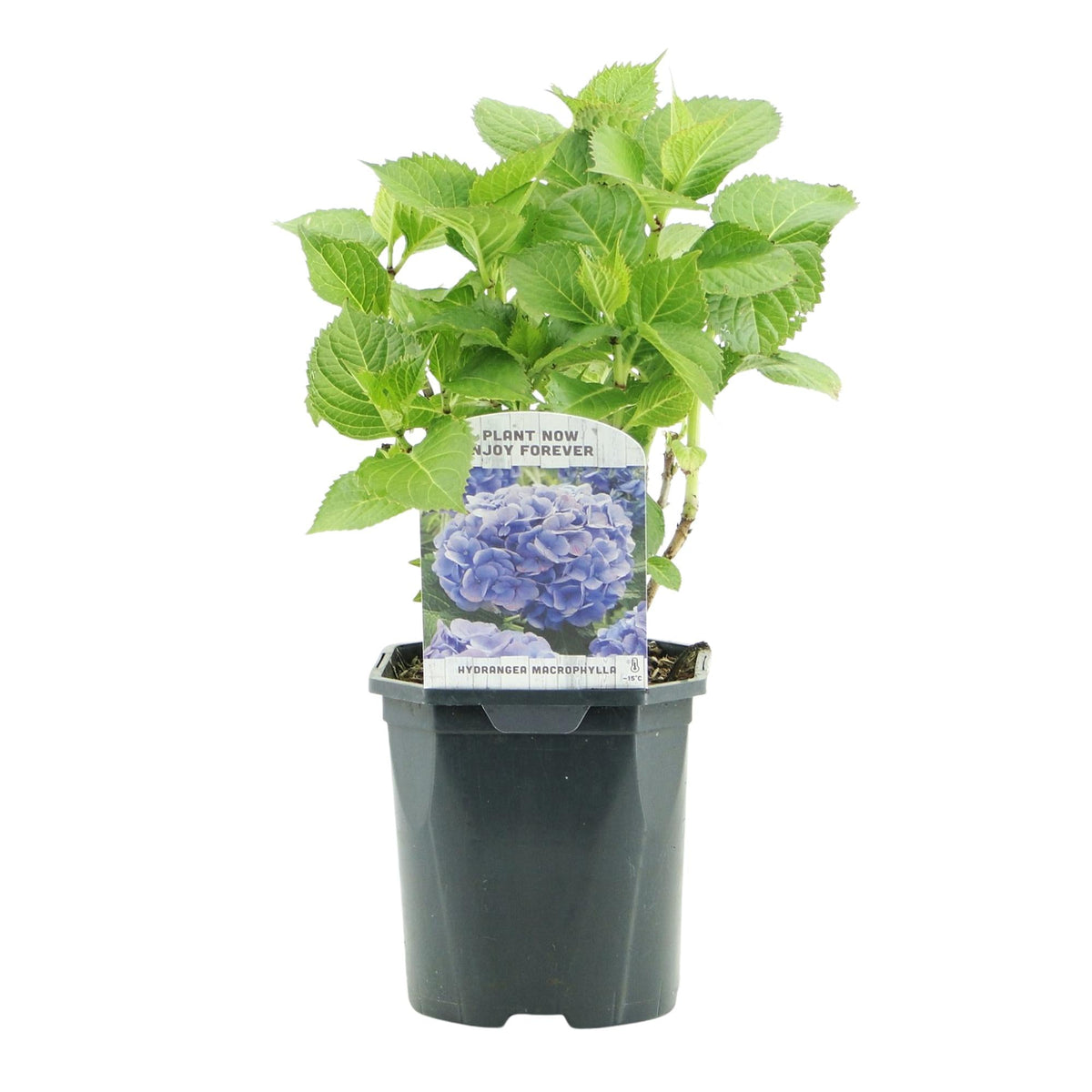Hortensie Hydrangea macrophylla Blau – Blütezeit Juni bis September – Ø17cm – ↕30cm – Laubabwerfende Gartenpflanze – Pflegeleicht & winterhart 