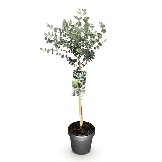 GreenboutiQ - Pflanzen auf Stamm - Eucalyptus gunni Azure - Terrassenpflanze - Immergrün - Winterhart - Graues Blatt - Topf 19 cm Höhe 90 cm 