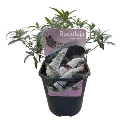 Schmetterlingsstrauch Buddleja davidii White Profusion – Weiße Blüten – Bienfreundlich & Schmetterlingsanziehend – Laubabwerfend – Höhe 17–25cm 