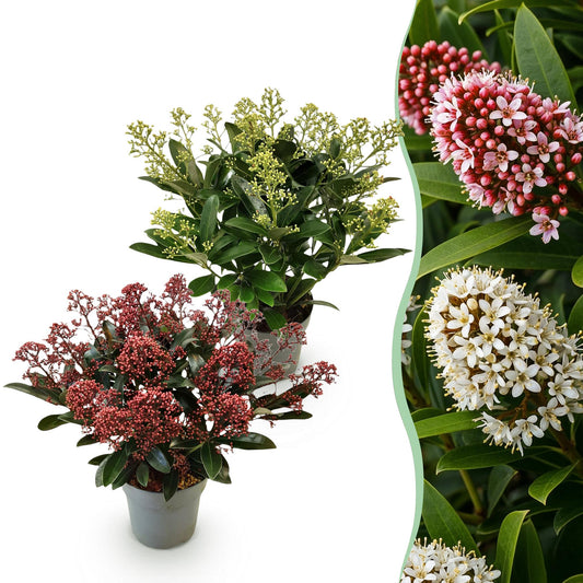GreenboutiQ - Terrassenpflanze - Skimmia japonica Duo - Blüte Weiß & Rot - 15+ Blumen - 2 Pflanzen - Winterhart - Topf 15cm Höhe 30cm 