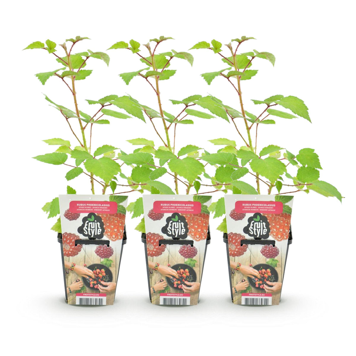 Japanische Weinbeere Rubus phoenicolasius winterhart 3 Pflanzen Ø9cm Höhe30cm – Rote Beeren – Exotische Obstpflanze für Garten & Balkon 