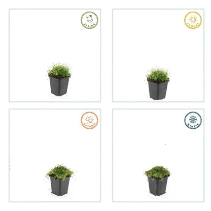 Sagina subulata – Irisches Moos – 6er-Set Bodendecker – Ø9cm – Immergrün & trittfest – Pfriemen-Mastkraut für Fugen, Steingarten & Rasenersatz – ↕10–25 cm 