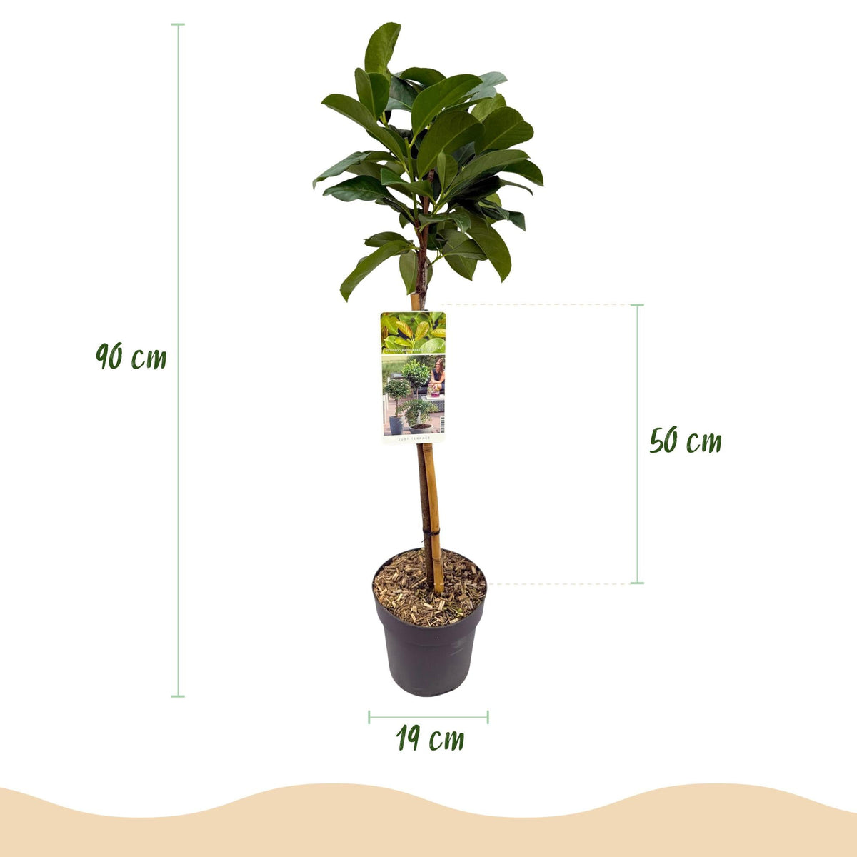 Kirschlorbeer - Prunus laurocerasus Etna – Stamm-Pflanze – Immergrün – Höhe ca. 90 cm – Topf Ø19 cm – Pflegeleicht – Für Terrasse, Balkon & Garten – Dekorativ & robust 