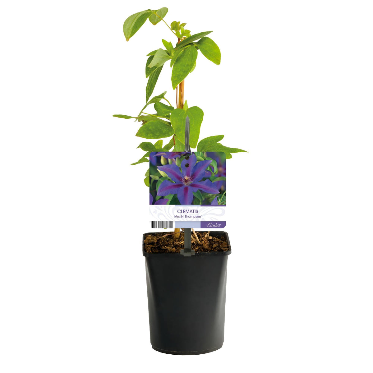 Kletterpflanze Clematis Mrs. N. Thompson – Lila Blüten – Wenig Pflege – 2 Pflanzen – 11 cm Höhe 40 cm – Für Garten, Balkon & Pergolen 