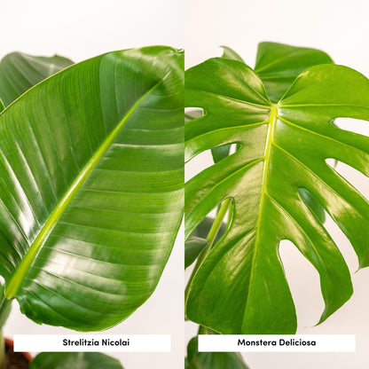 Strelitzia Nicolai - Ø19cm - ↕85cm + Monstera Deliciosa - Ø21cm - ↕75cm + Korb Selin 