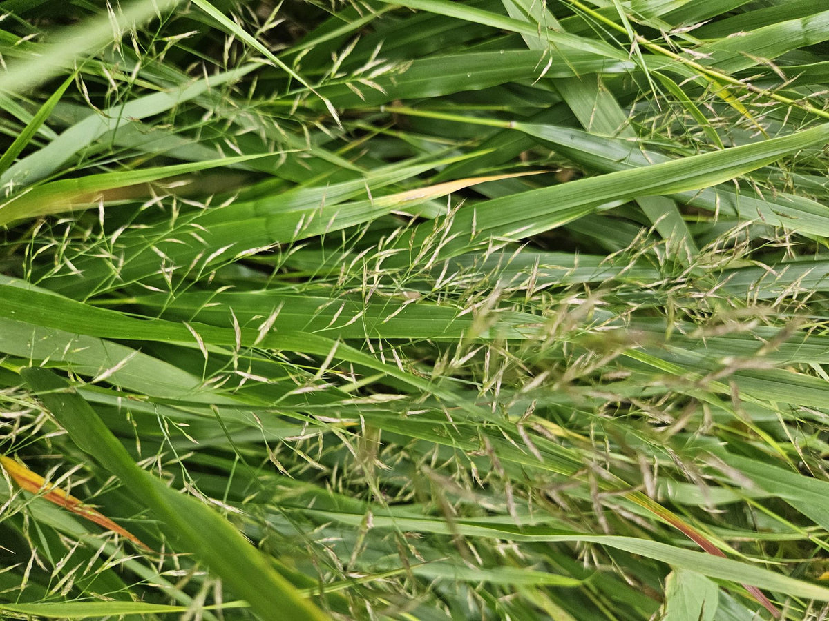 Japan-Zwergschilf Hakonechloa macra – 48 Pflanzen – ↕10-25 cm – Ø9 cm – Japanisches Waldgras – Bodendecker & Ziergras – Pflegeleicht & winterhart 