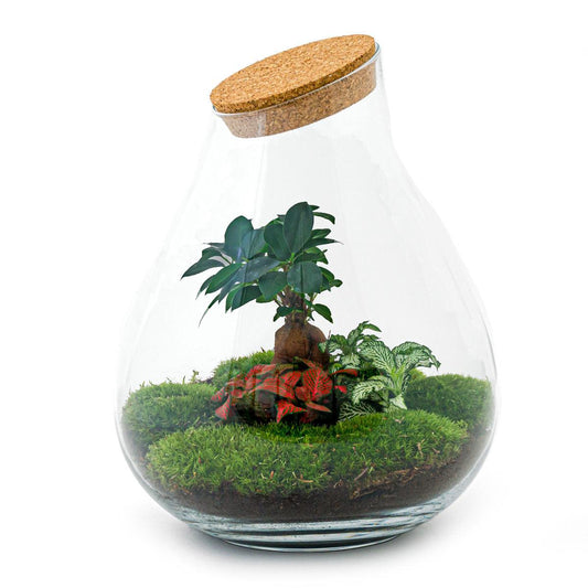 Flaschengarten - DIY Bausatz - Terrarium - Drop XL - ↕37cm 