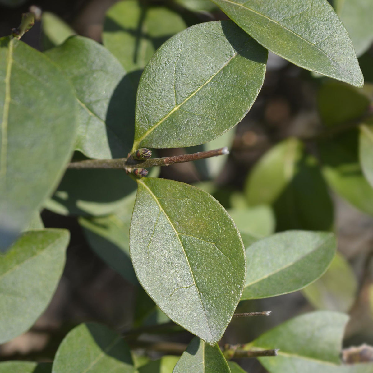 Ovalblättriger Liguster Ligustrum ovalifolium – Immergrüne Heckenpflanzen – 8 Pflanzen – 1 m – 9 cm Höhe 35–40 cm – Grün – Pflegeleicht 