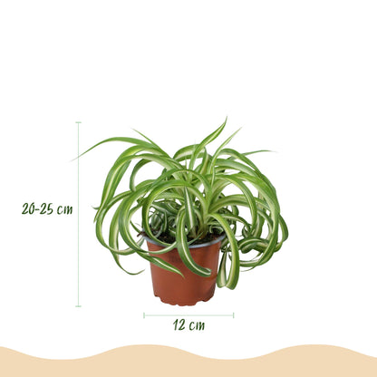 Green boutiQ - Zimmerpflanze - Chlorophytum comosum Bonnie - Lockige Graslilie - Haustierfreundliche Pflanze - Grün - 1 Pflanze - mit Potter Grau - Topf 12cm - Höhe 20cm 