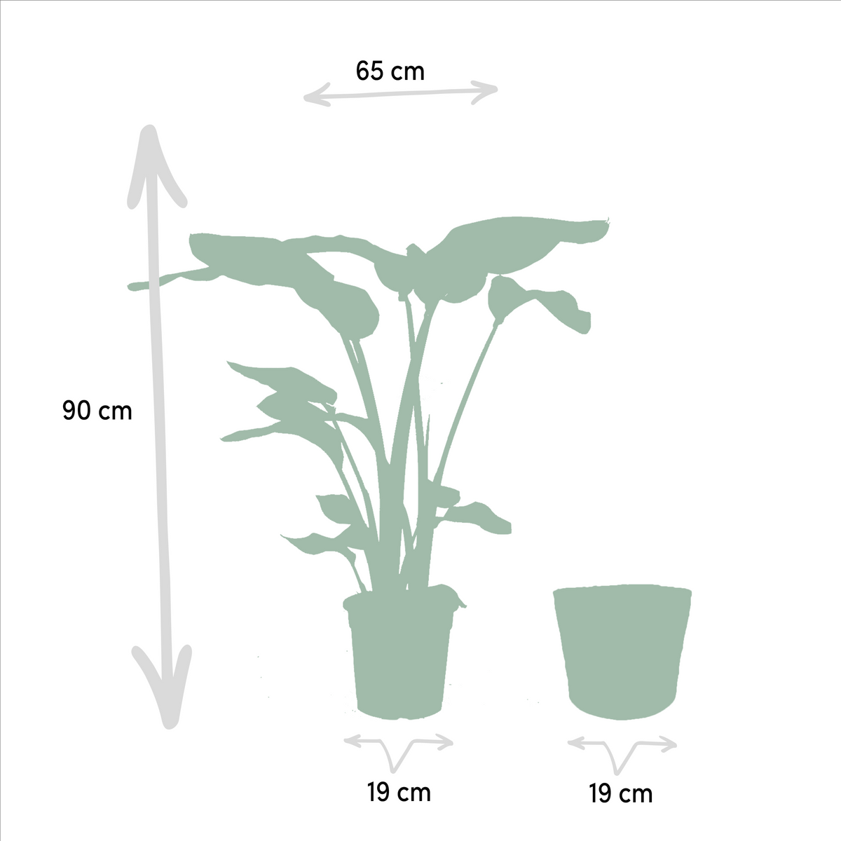 Strelitzia Nicolai - Ø19cm - ↕85cm + Monstera Deliciosa - Ø21cm - ↕75cm + Korb Selin 