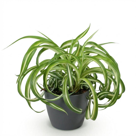 Green boutiQ - Zimmerpflanze - Chlorophytum comosum Bonnie - Lockige Graslilie - Haustierfreundliche Pflanze - Grün - 1 Pflanze - mit Potter Grau - Topf 12cm - Höhe 20cm 