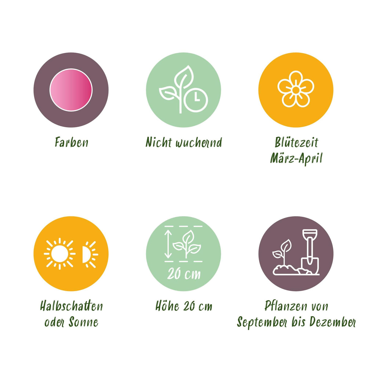 GreenboutiQ - Blumenzwiebeln - Corydalis Beth Evans - Farbe Weiß und Lila - 20 Stück - Zwiebelgröße 6/7 - XXL Pack 