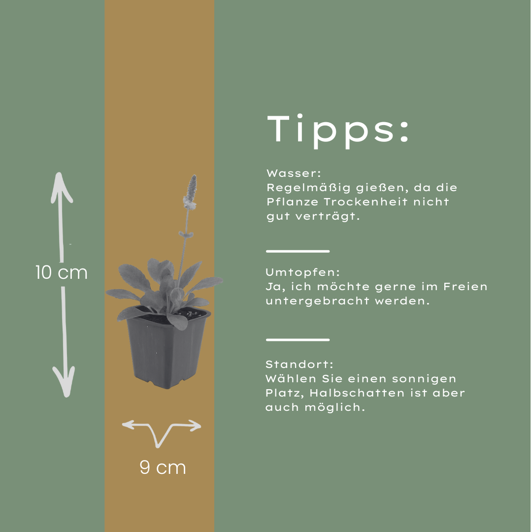 Stachys monieri Hummelo – Ø9cm – Höhe10-25cm – Blühende Staude für Beet Präriegarten Rabatte – Ansicht 12